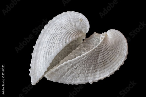 Conchiglia di Corculum cardissa