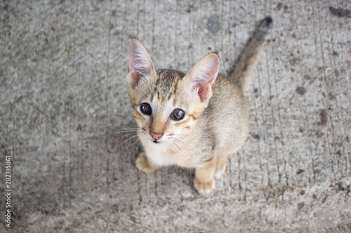 Cute little kitten sitting outdoor. Tabby funny kitten with light green eyes. Animal baby theme.