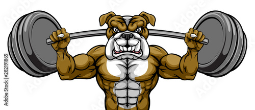 A bulldog dog animal body builder sports mascot weight lifting a barbell