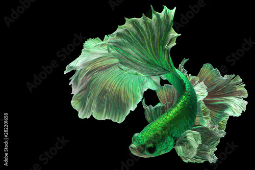 Bright green betta fish "Fancy Halfmoon Betta" The moving moment beautiful of Siamese Fighting fish in Thailand. Betta splendens (Pla-kad), Rhythmic of Betta fish isolated on black background