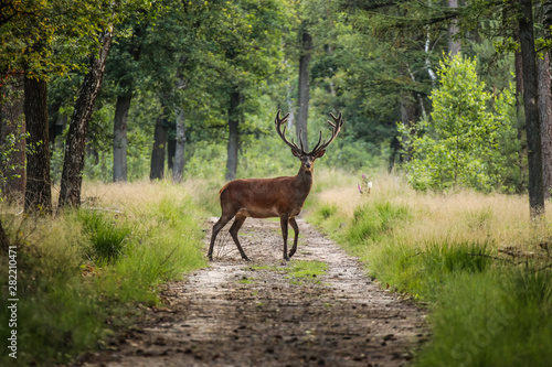 Red deer crossing a sand path in the middle of a forest in a wildlife park, the Veluwe, The Netherlands