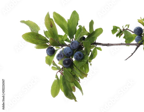 blackthorn berries with twig and leaves isolated on white background
