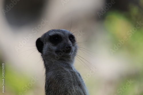 Meerkat