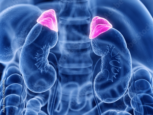 3d rendered medically accurate illustration of the adrenal gland