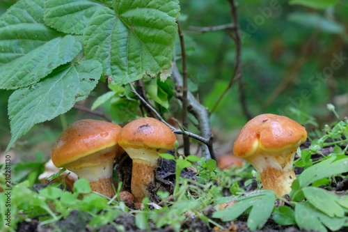 Suillus grevillei, Larch Bolete mushroom, young fruiting body - edible and tasty mushrooms