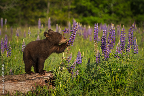 Black Bear Cub (Ursus americanus) Paws at Lupine Summer