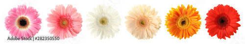 Set of beautiful gerbera flowers on white background. Banner design