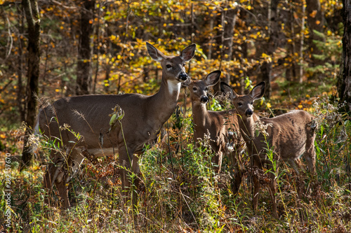 white tailed deer doe with babies fawn