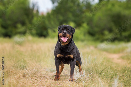 rottweiler dog animal portrait