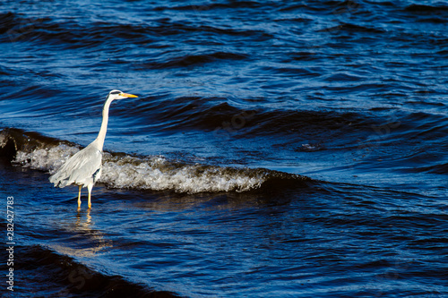 Great heron