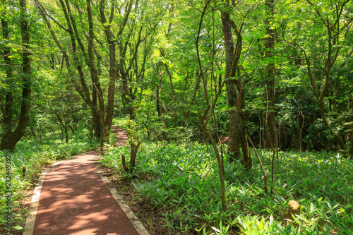 長者原 タデ原湿原の森（夏）遊歩道 大分県九重町 日本