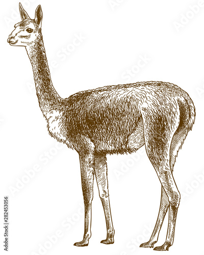 engraving antique illustration of vicuna