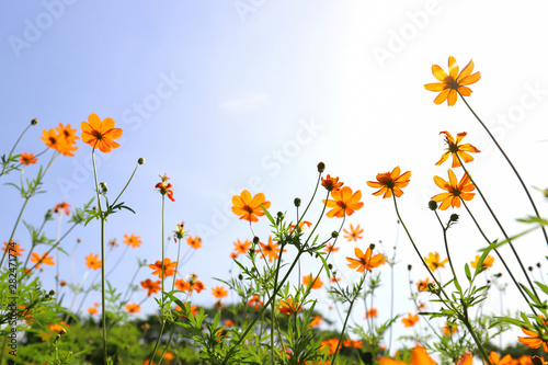 Yellow cosmos flowers against the bright blue sky.