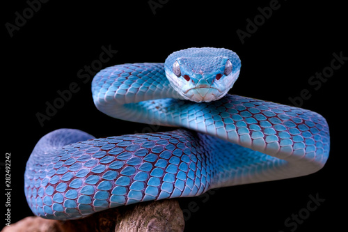 Blue viper snake closeup face, viper snake, blue insularis, Trimeresurus Insularis