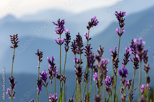Fleurs de lavande sauvage dans la montagne, Hautes-Alpes, France