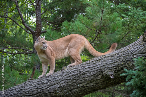 Mountain Lion climbing Down a Leaning Tree, Looking Back over Shoulder