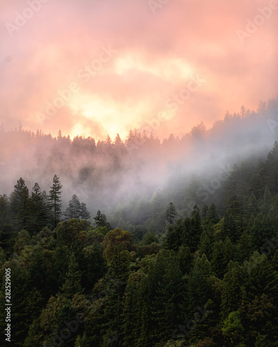 Sunset in the Redwoods