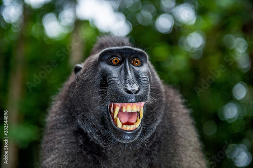 Celebes crested macaque with open mouth. Close up portrait on the green natural background. Crested black macaque, Sulawesi crested macaque, or black ape. Natural habitat. Sulawesi Island. Indonesia