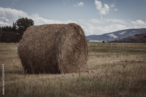 Hay Bale Roll Closeup Sitting in a Rural Field
