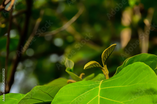 The leaves of the teak tree, which, if observed well, will see small hairs covering the entire leaf.