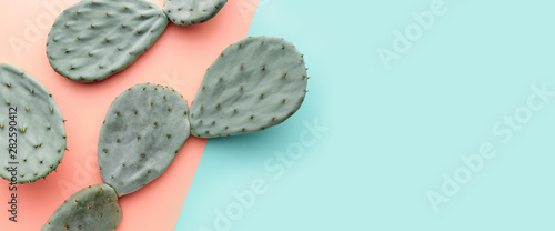 Green cactus on pastel pink and blue background, trendy summer concept, banner background with copy space