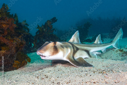 Port Jackson Shark On A Sandy Sea Floor
