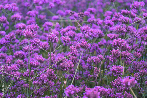 beautiful verbena bonariensis purple flowers garden