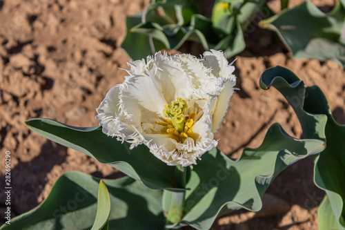 tulipano con petali bianchi su terra incolta