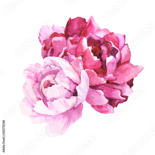 Watercolour hand painted botanical gentle peony flowers illustration isolated on white background