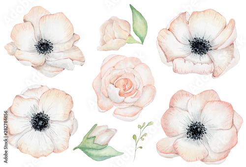 Watercolor anemone rose flowers illustration isolated on the white background