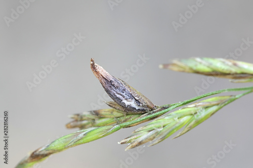Claviceps purpurea, a poisonous fungal infection in cerels and grasses called the ergot fungus