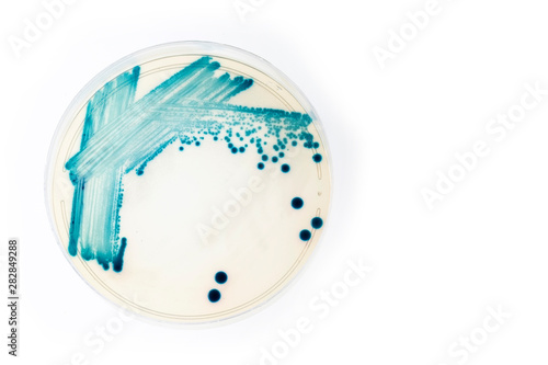 Klebsiella - bacterial cultures. White background