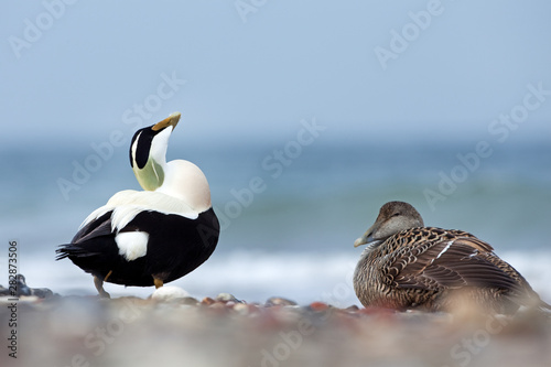 common eider, somateria mollissima, cuddy's duck, Helgoland, Dune island