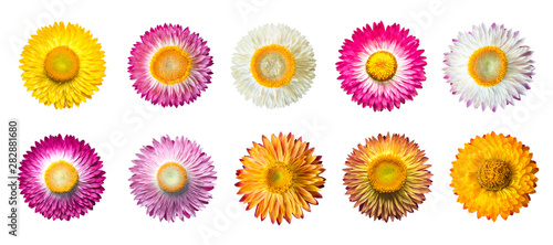 Set of Straw flower ( Helichrysum bracteatum flowers ) with isolated on White Background.