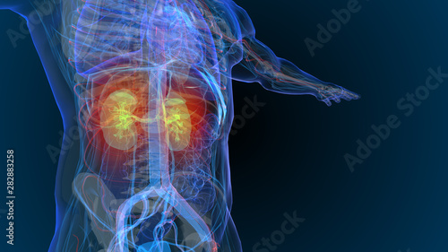3d rendered illustration of kidney disease 3D illustration