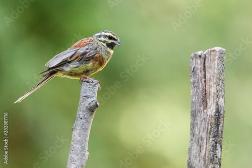 Nice small bird, called Cirl Bunting (emberiza cirlus) posed over a branch, with an out of focus background