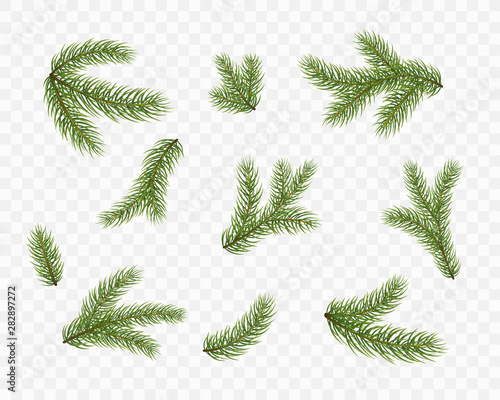 Fir branches isolated on transparent background. Pine, xmas evergreen plants elements. Vector Christmas tree green decoration set.