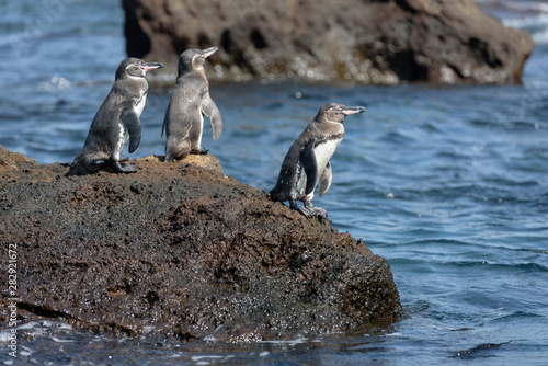 Group of Galapagos penguins on a rock in Santiago Island, Galapagos Island, Ecuador, South America.