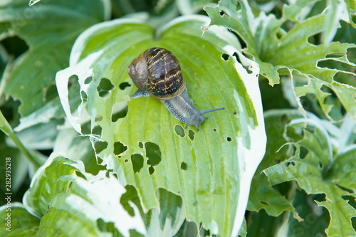 Close up from a snail with house eating from a hosta plant