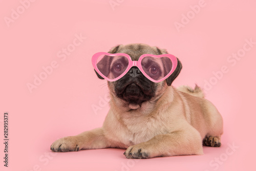Cute young pug dog wearing pink heart shaped sunglasses lying down on a pink background