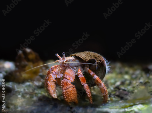 Red hermit crab. Underwater photography. Space for text