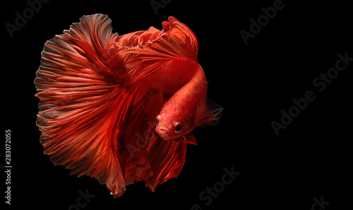 red color of Siamese fighting fish betta Thailand fish movement