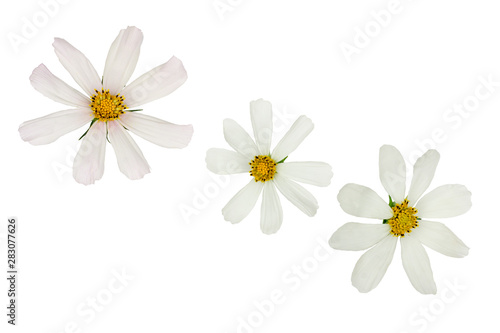 Cosme Flowers isolated on white, top view