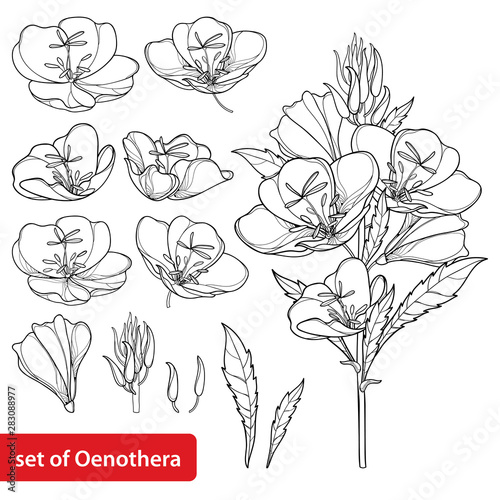 Set with outline ornate Oenothera or evening primrose flower bunch with bud and leaf in black isolated on white background.