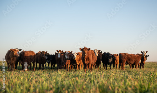 Herd of young cows