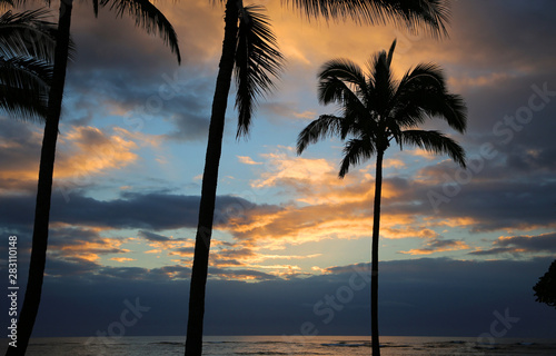 Palm trees silhouette - Hawaii