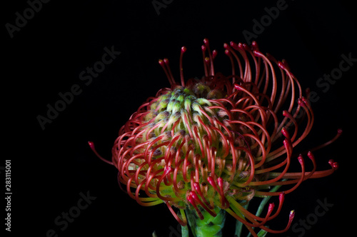 Leucospermum cordifolium, red pincushion-protea. Close up of a beautiful protea pincushion flower, symbol of strength, perseverance, prosperity.