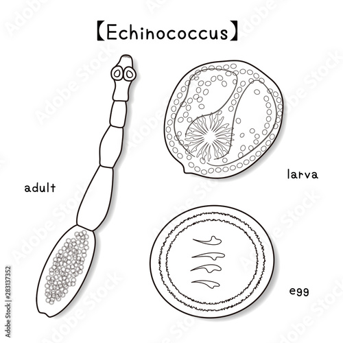 寄生虫 エキノコックス Echinococcus 成虫 幼虫 卵 ベクター イラスト