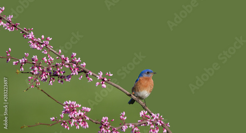Male Eastern Bluebird Perched in Redbud Blossoms