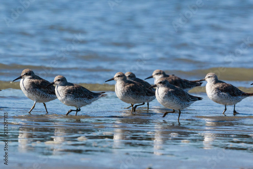 Lesser Red Knot